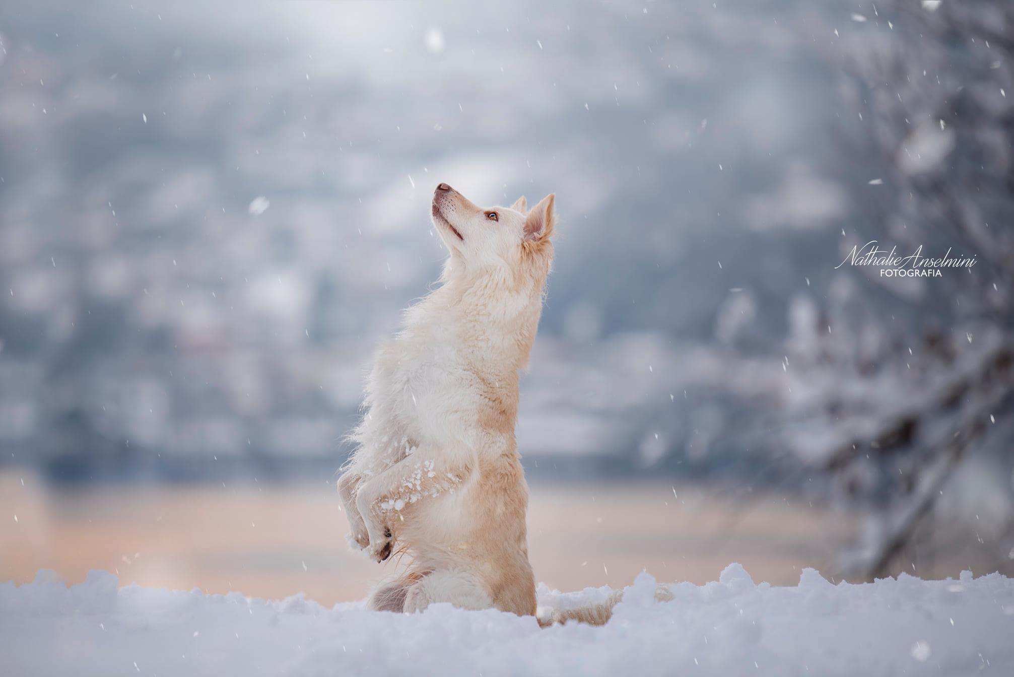 138745664_1078225762696289_5524257033569240199_n