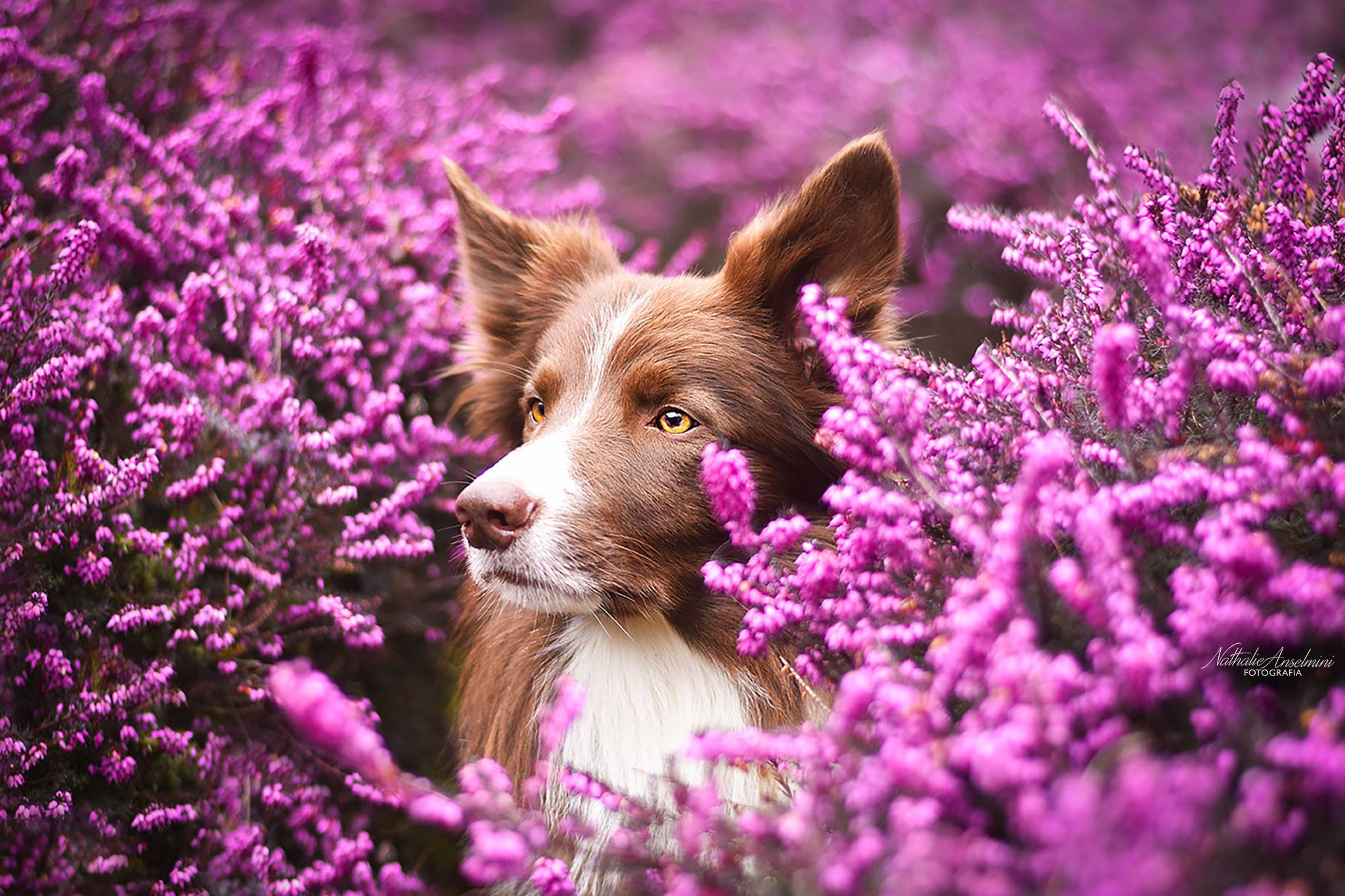 54197795_585654781953392_714726423414387