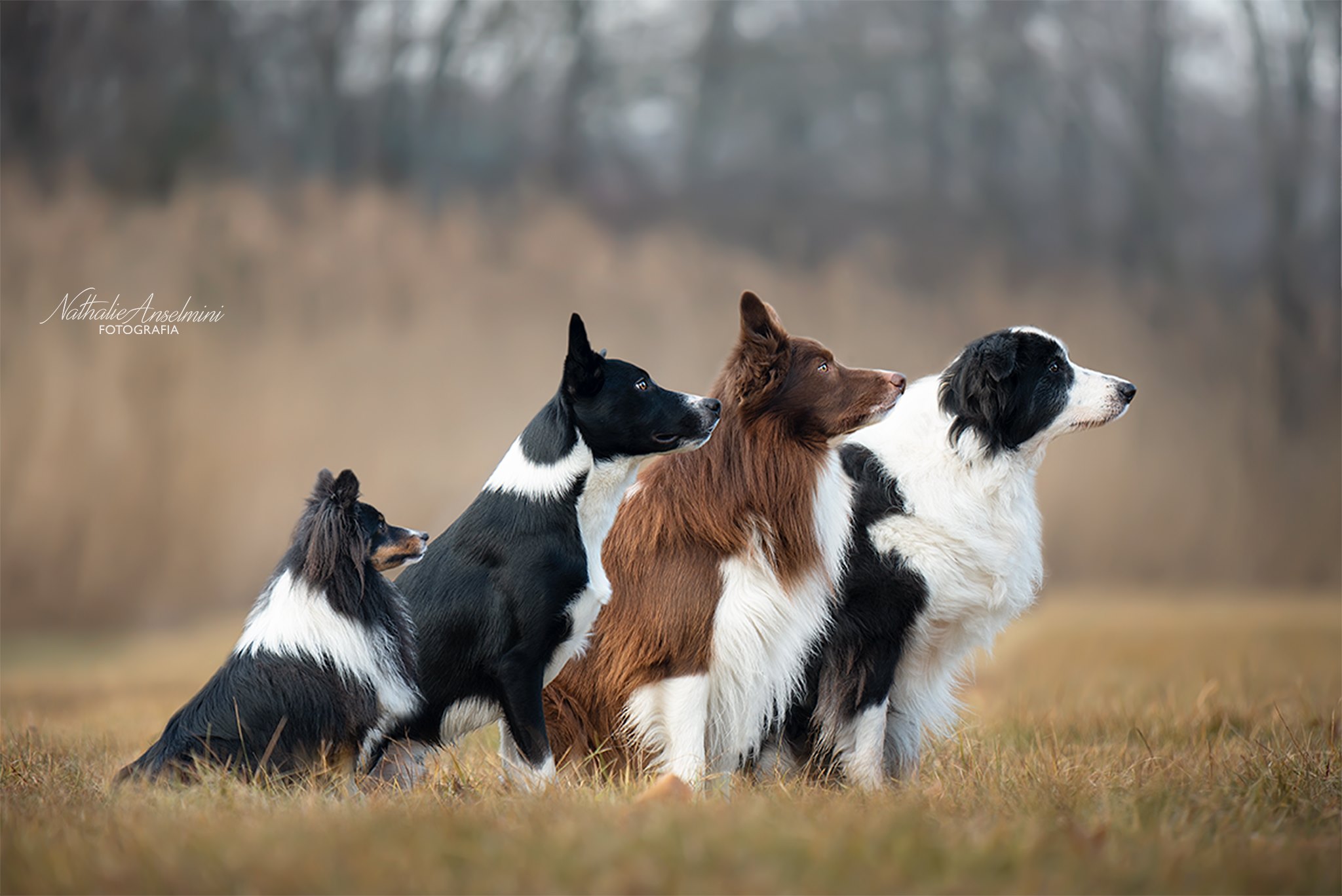 83911340_818945631957638_463886738038508