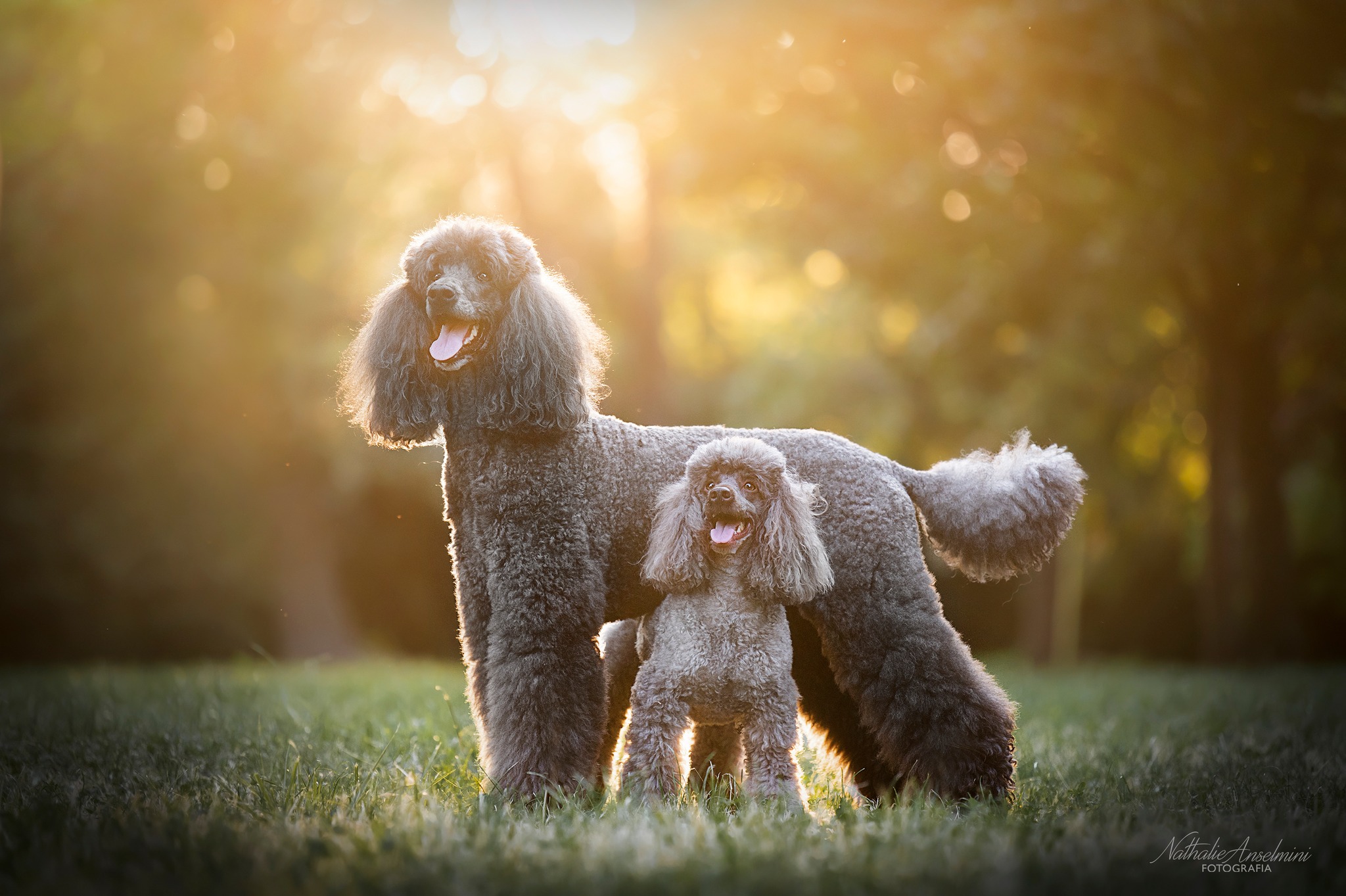 302526046_509100557886560_8607814845123071303_n