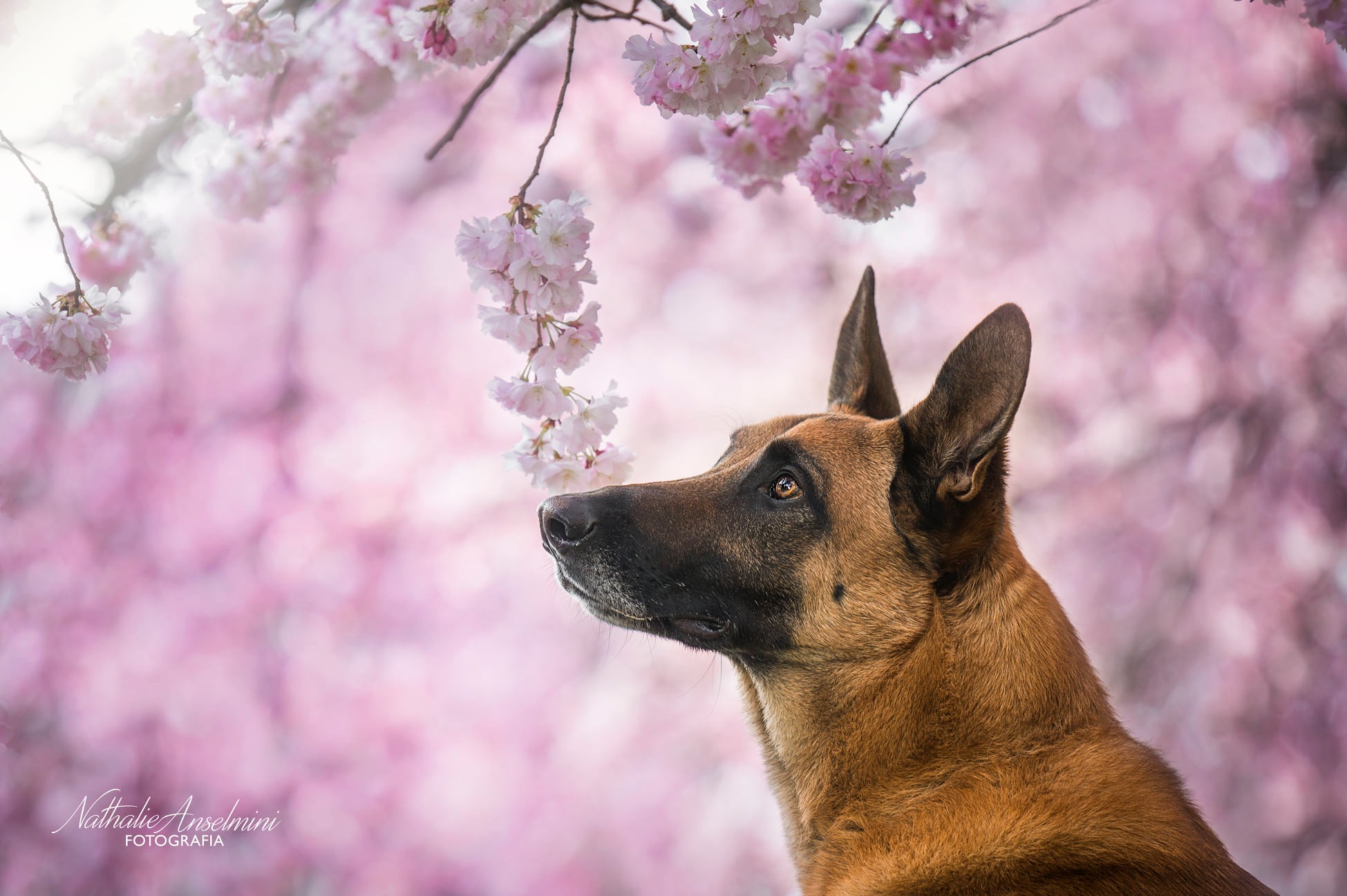 476610992_2109467109572144_756921015990342817_n